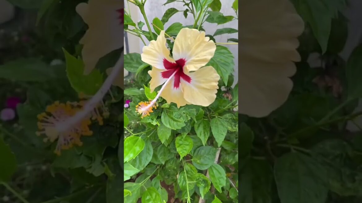 Yellow hibiscus| home decor ideas| beautiful flowers #gardening #hibiscus #flowers Yellow hibiscus| home decor ideas| beautiful flowers #gardening #hibiscus #flowers