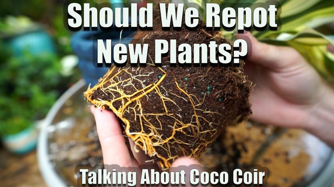 Should You Repot New Houseplants? Talking About Growing Conditions and Coco Coir