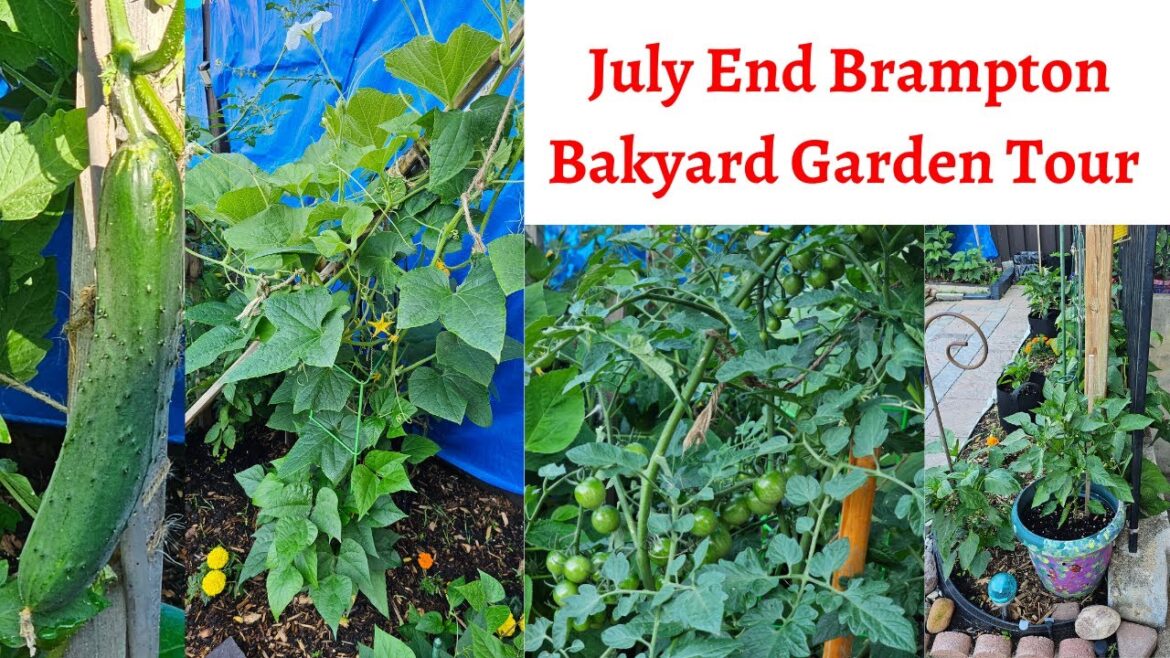July End Brampton Bakyard Garden Tour with Soothing Natural Music | Asian Vegetables Garden Tour July End Brampton Bakyard Garden Tour with Soothing Natural Music | Asian Vegetables Garden Tour