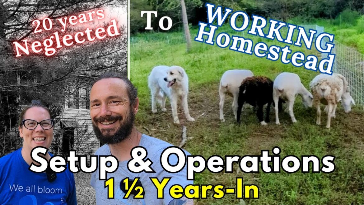 Neglected Property to Homestead, 1.5 Years In -- Our Current Operations & Setup Showcased