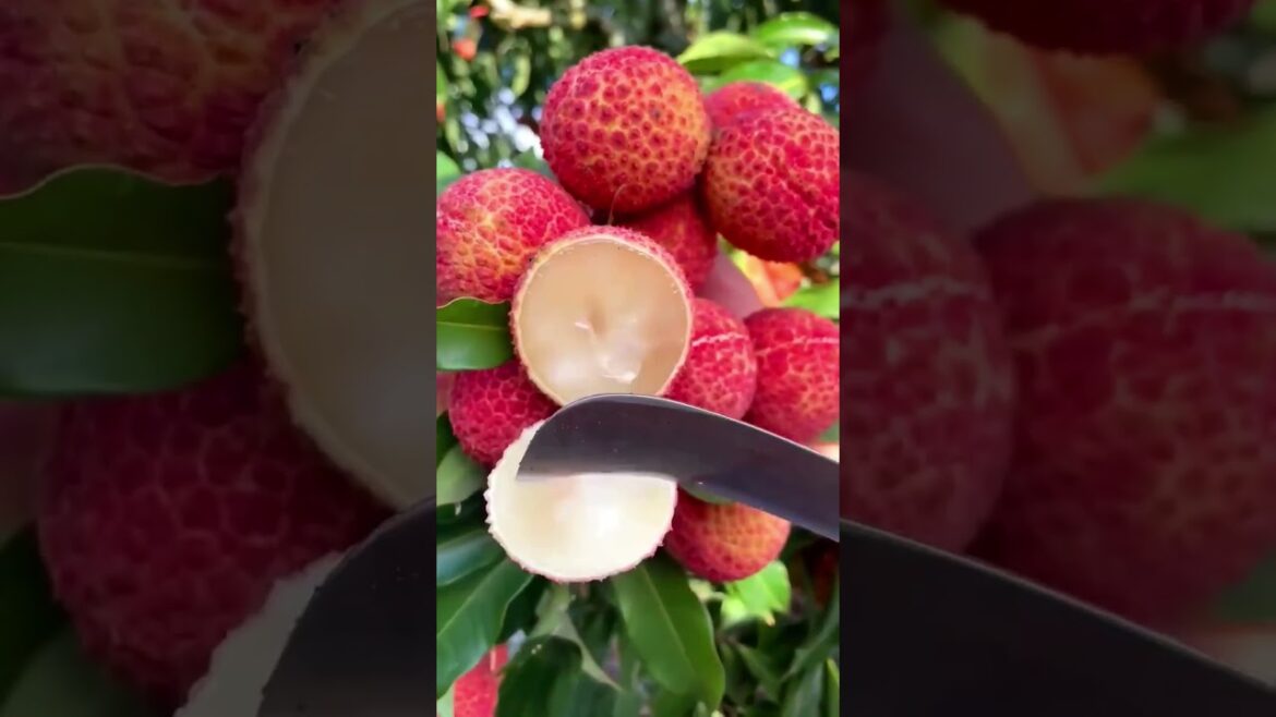 enjoy beautiful nature with rural life #006 Litchi fruits satisfying #shorts  #fruits