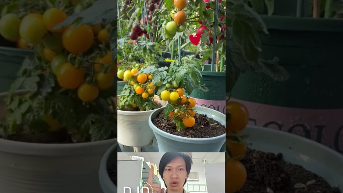 How to grow vegetables at home #vegetablegardening #gadget #veggrowing #vegetableplanting