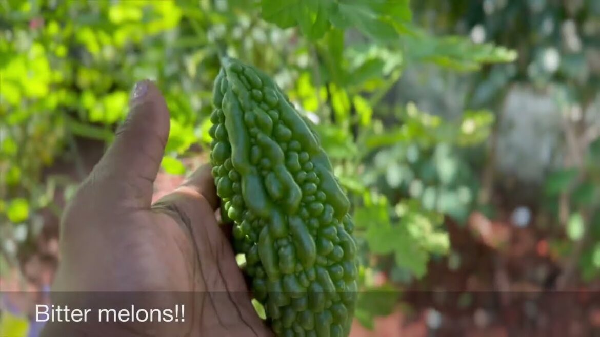 Harvesting Knowledge: Planting Fall Vegetables | Top Tips and Techniques Harvesting Knowledge: Planting Fall Vegetables | Top Tips and Techniques