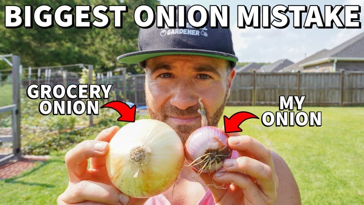 Don’t Make This CRITICAL Mistake Growing Onions! Don't Make This CRITICAL Mistake Growing Onions!