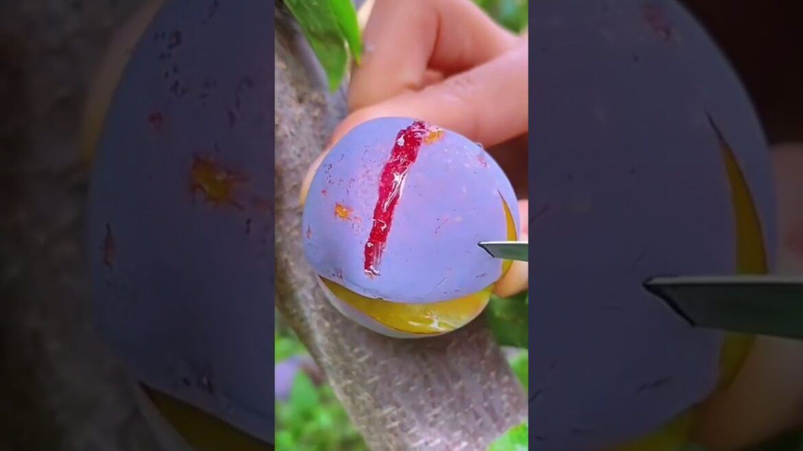 Enjoy Beautiful Nature fruits and vegetables!!#shorts #shortsfeed #viral #fruits #109 🥝🍓🍎🍒🍉🍐