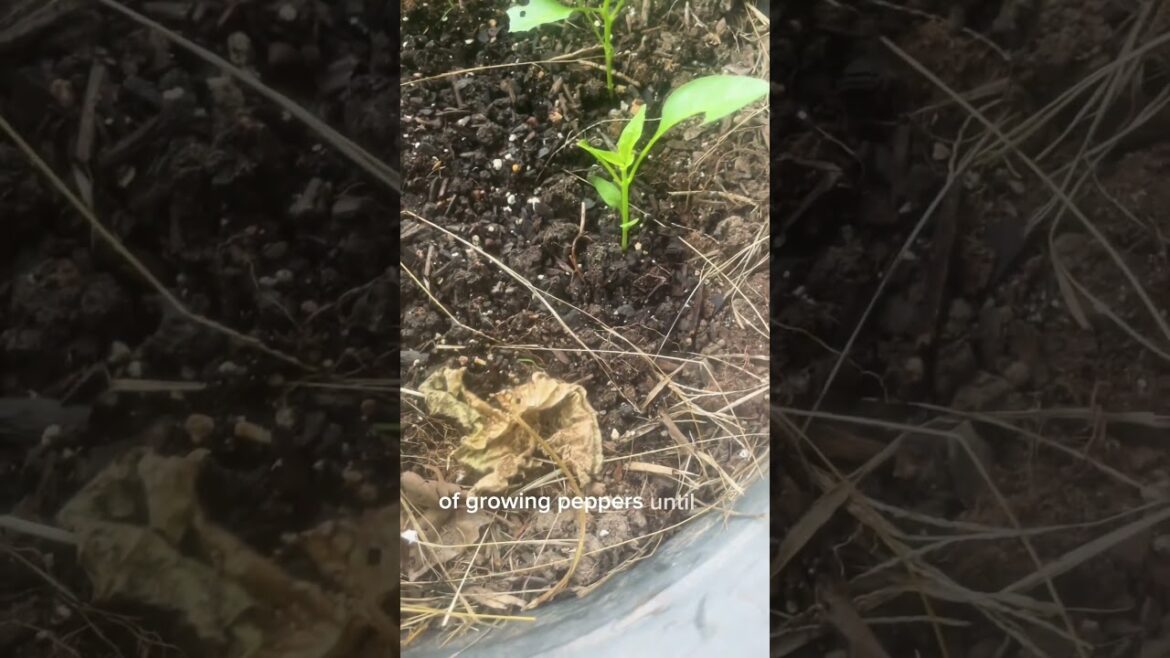 Day 29 of growing pepper #plants #gardening #vegetablegardening #plant