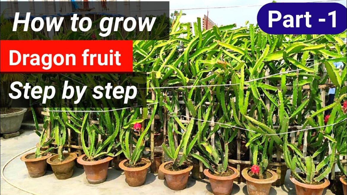 How to grow dragon fruit plant in pot, container, dram,টবে ড্রাগন ফল চাষ পদ্ধতি,Step by step part-1