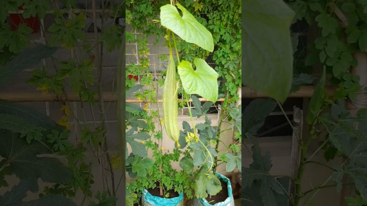Ridge gourd #ytshorts #viral #trending Ridge gourd #ytshorts #viral #trending