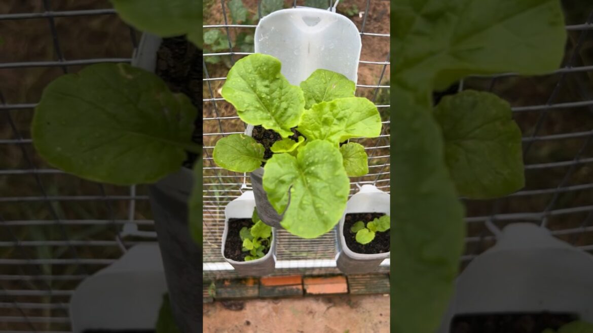Cabbage seedlings after planting and planted for 35 days #gardening #cabbage #vegetables Cabbage seedlings after planting and planted for 35 days #gardening #cabbage #vegetables