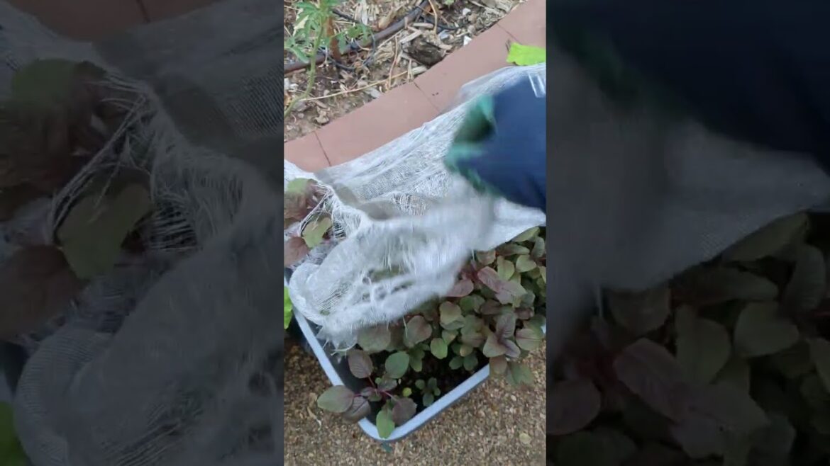 How to Get Fresh Spinach Greens [Reds?] Even in the HEAT of Summer🍃🔥 #red #amaranth #spinach #shorts