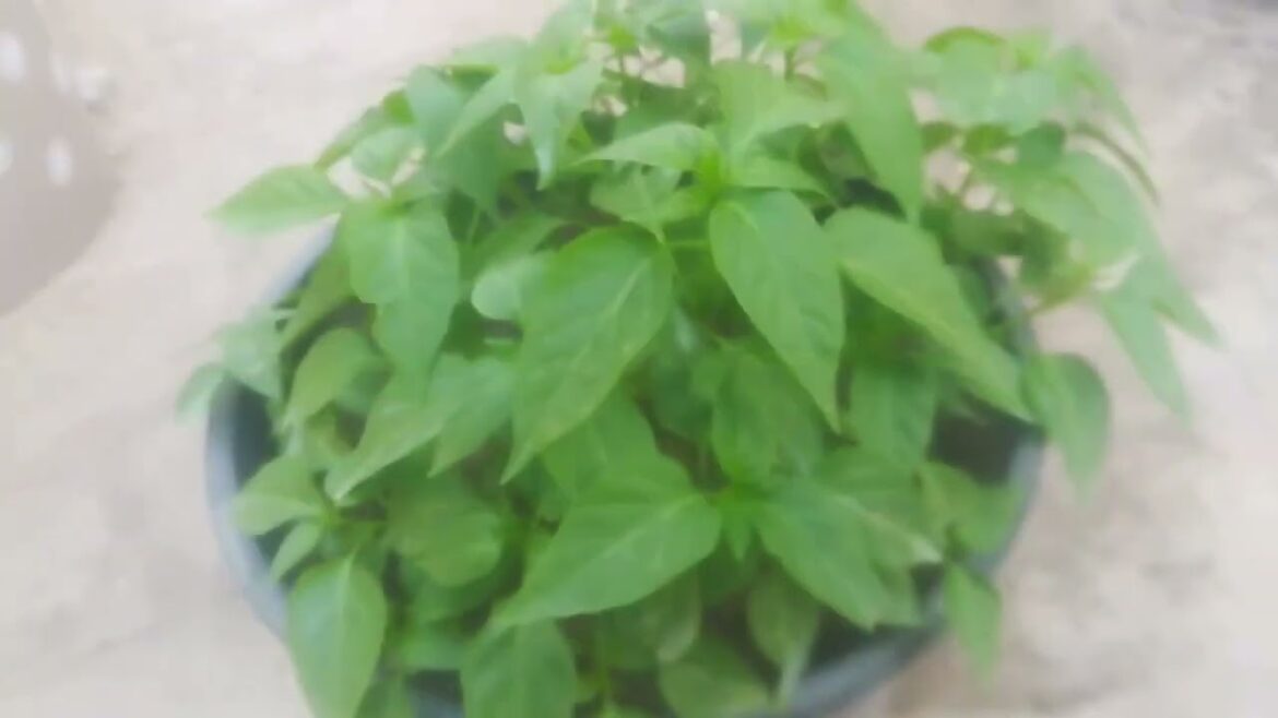 how grow chillies at home from seeds learn gardening