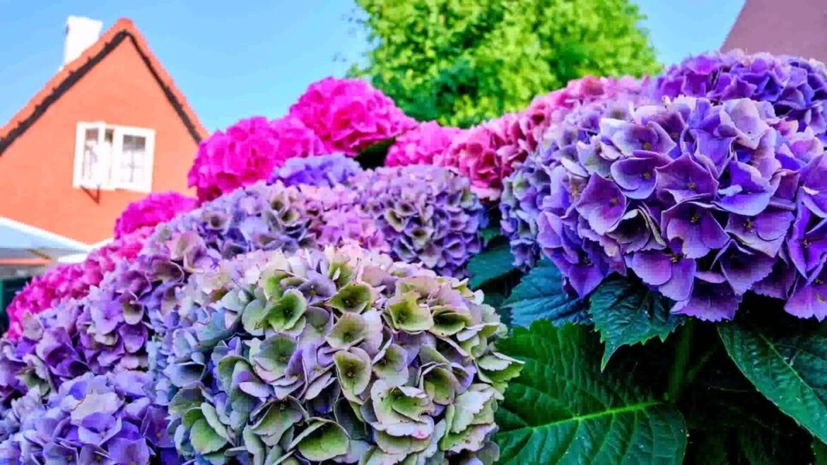 Front Yard Landscaping Ideas With Hydrangeas