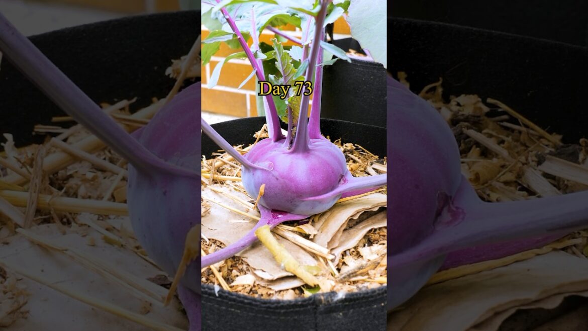 Growing Kohlrabi from Seed to Harvest (in containers or grow bags)