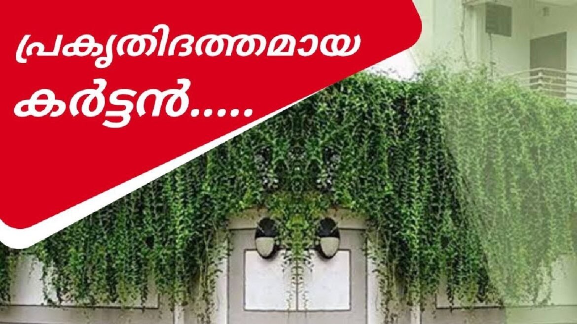 "Complete Guide to Curtain Creeper Planting and Care | Tips for a Stunning Vertical Garden"