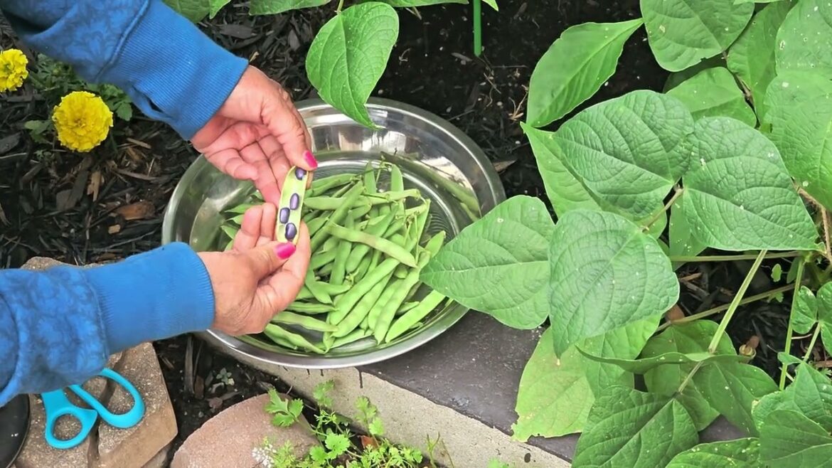 ਅੱਜ ਮੈਂ ਬਹੁਤ ਸਾਰੀਆਂ ਸਬਜ਼ੀਆਂ ਤੋੜੀਆਂ Backyard Garden Canada ਵਿੱਚੋਂ #harvesting | Harvesting Vegetables