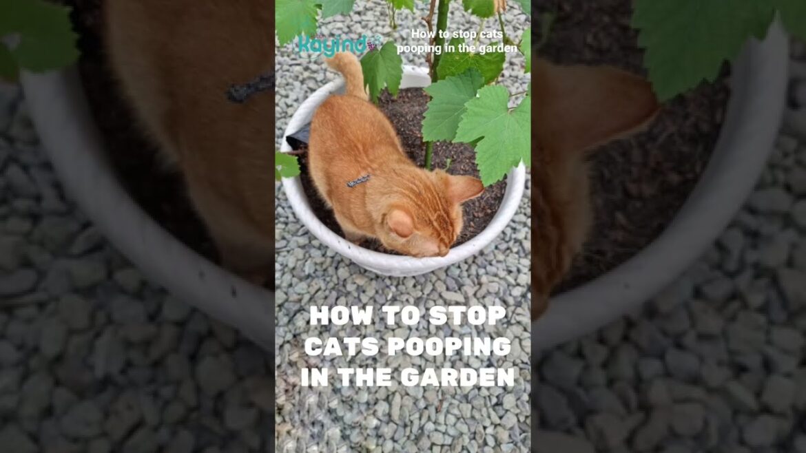 How to Stop Cats Pooping in the Garden #gardening #berkebun How to Stop Cats Pooping in the Garden #gardening #berkebun