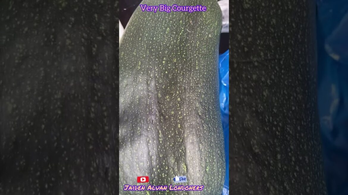 Big courgette we have ever seen /Britt allotment /gardening /short /Jaiden Aluan