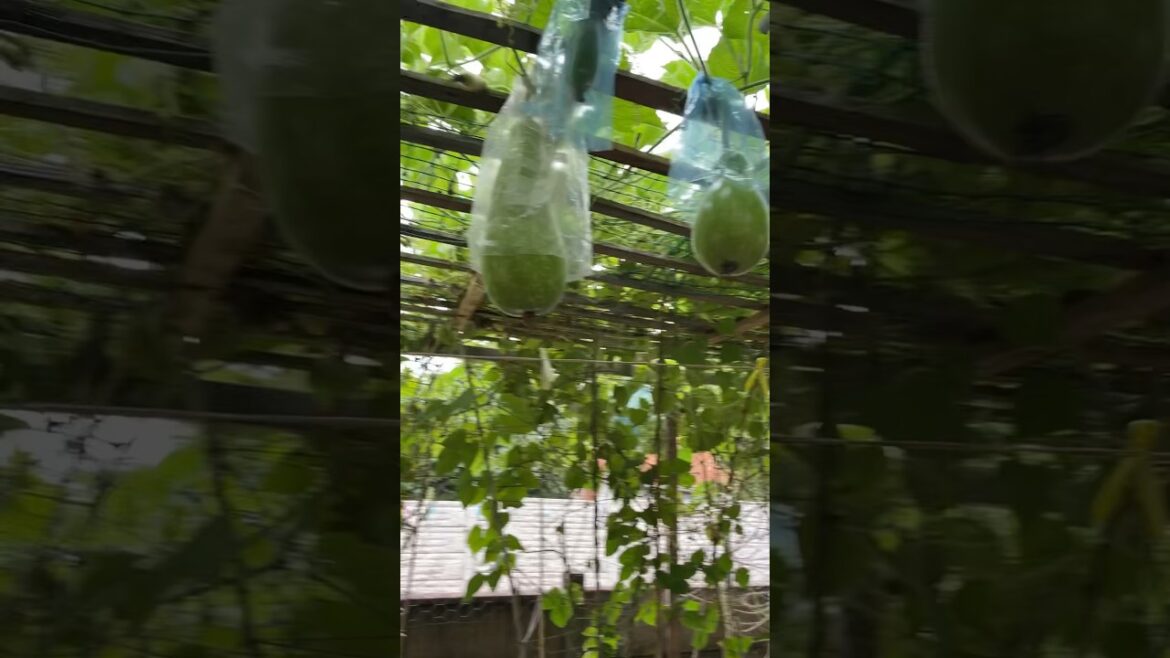 Bottle Gourd in my Garden #shorts