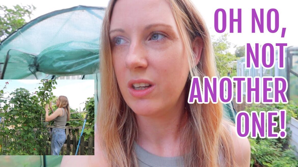 NOT AGAIN! / ALLOTMENT GARDENING FOR BEGINNERS NOT AGAIN! / ALLOTMENT GARDENING FOR BEGINNERS