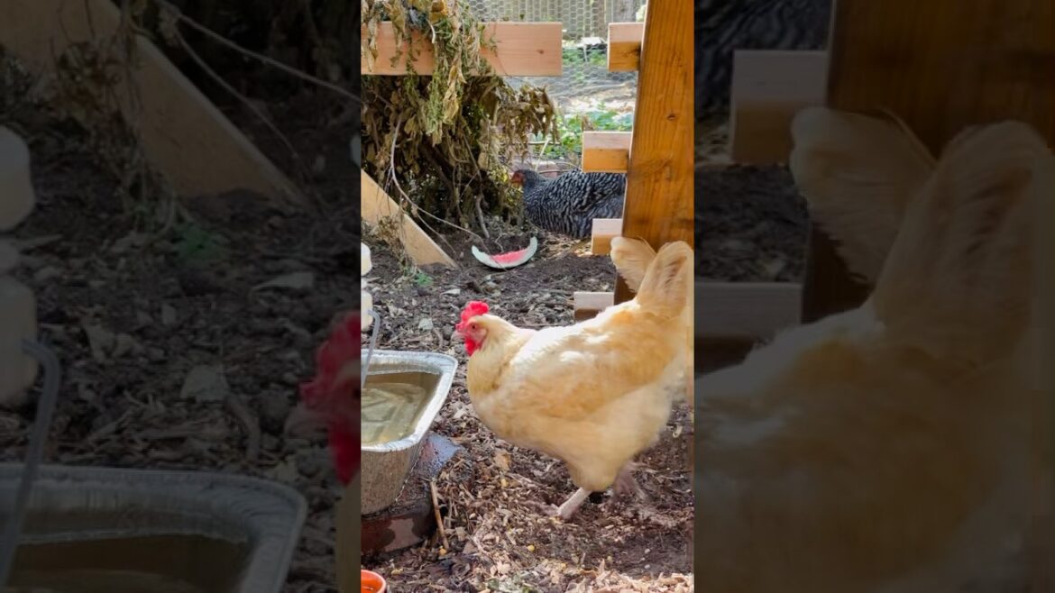 how to keep chickens cool 🐔 #chickens #chickencoop #shorts #homestead