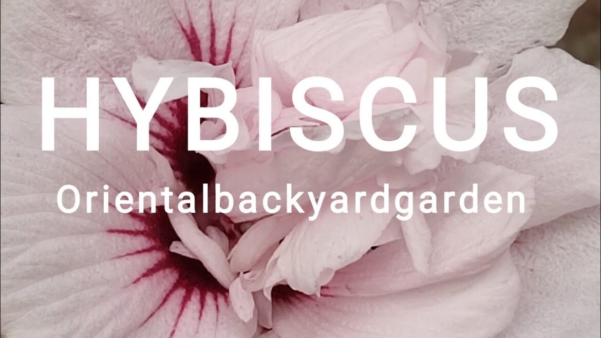 Garden Hibiscus Syriacus Garden Hibiscus Syriacus