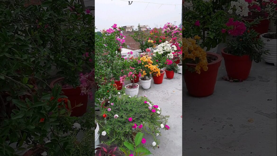 terrace garden overview part 15 |  #garden #gardening #nature #shorts #viral