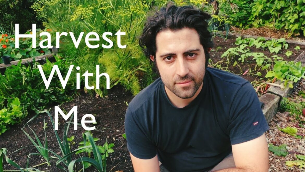 August Harvest | Vegetable Garden Tour