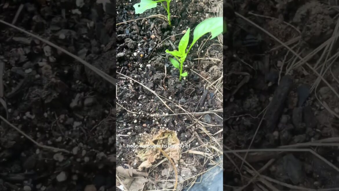 Day 30 of growing peppers #plants #gardening #vegetablegardening #plant