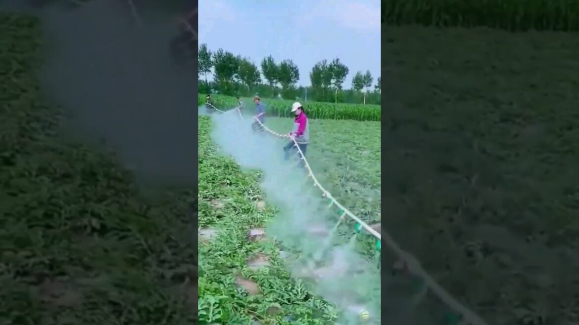 Enjoy Beautiful Nature With Rural Life # 39 Sepray Watermelon Plants #shorts #agriculture