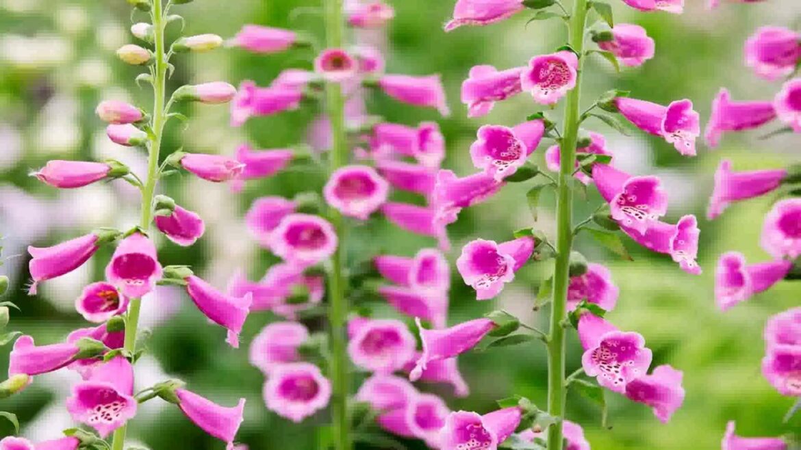 Dog Friendly Garden Design Ideas Uk