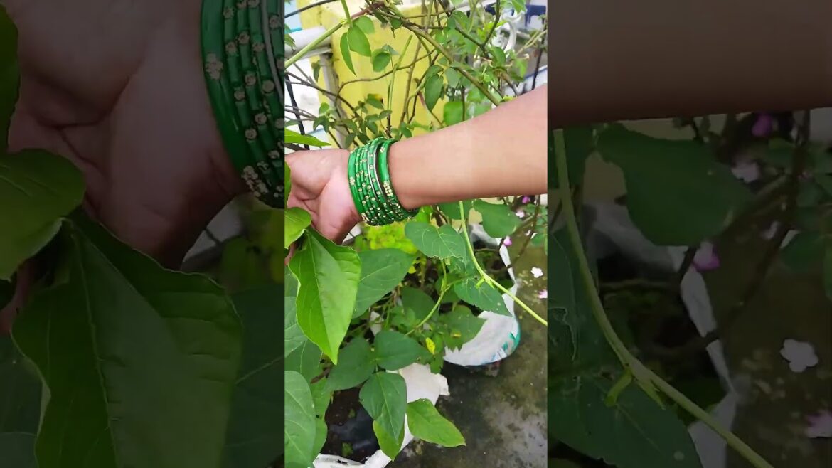 Harvesting cowpea leaves for cooking | Organic vegetable gardening #ytshorts #kitchengardening