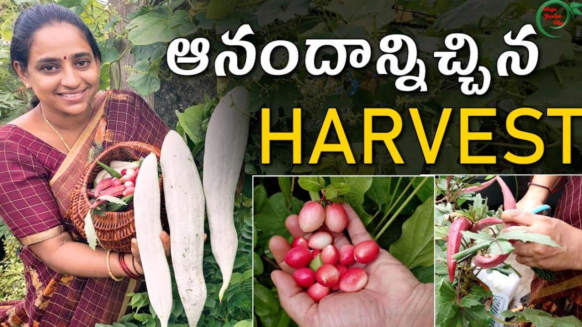 Terrace garden harvest | ఆనందాన్నిచ్చిన Harvest | fruits and vegetable harvest Terrace garden harvest | ఆనందాన్నిచ్చిన Harvest | fruits and vegetable harvest