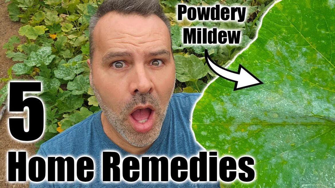 California Garden TV: POWDERY MILDEW – 5 Home Remedies POWDERY MILDEW - 5 Home Remedies