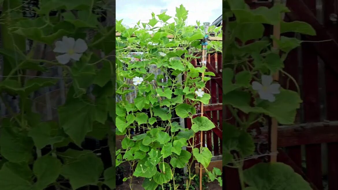 #bottlegourd #vertical garden ideas for home vegetable #gardening #vegetable #homegardening