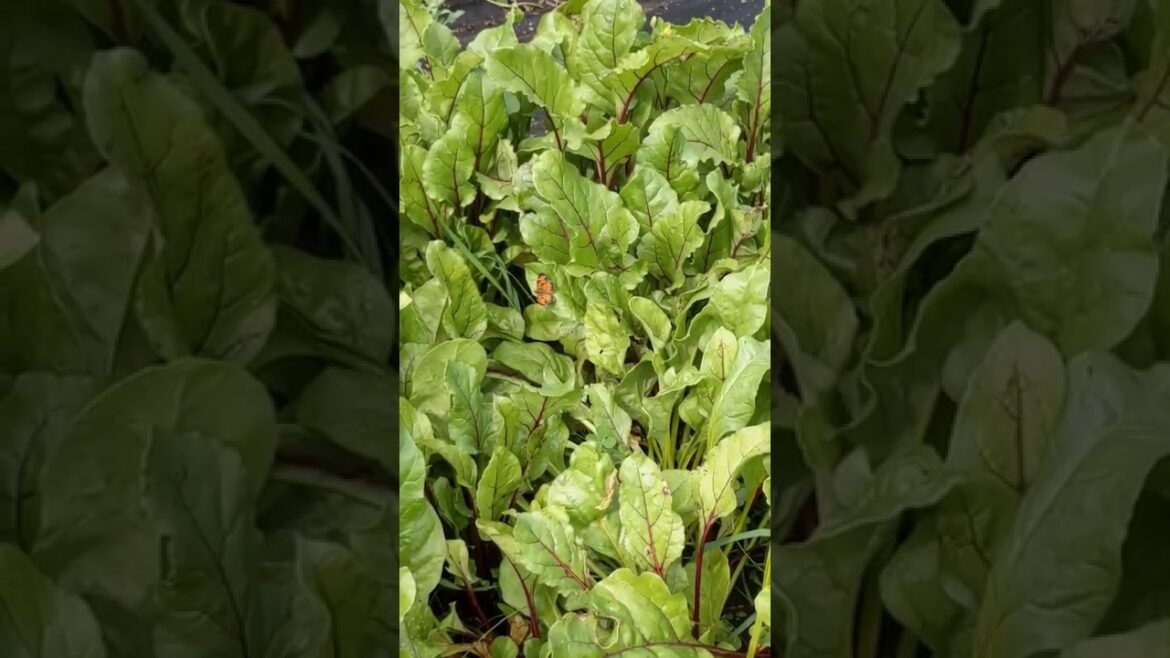 Beautiful butterfly on my Beet Greens🦋 backyard garden
