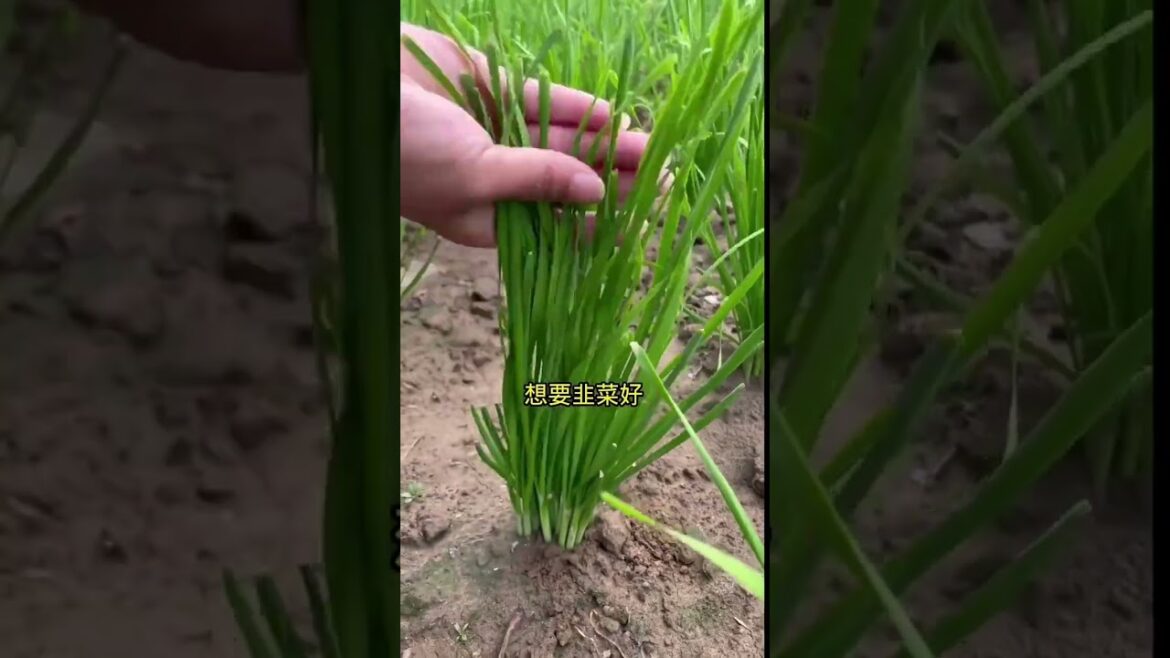 Beautiful Nature Garden Plan Natural life Style Beautiful landscapes Beautiful Nature Garden Plan Natural life Style Beautiful landscapes