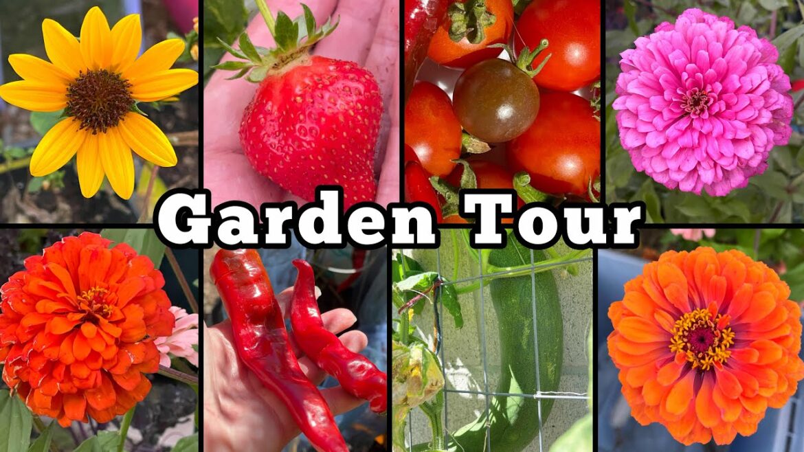 Garden Tour Getting Ready for Fall Container Gardening ￼& Growing Tomatoes Cucumbers Collard Squash