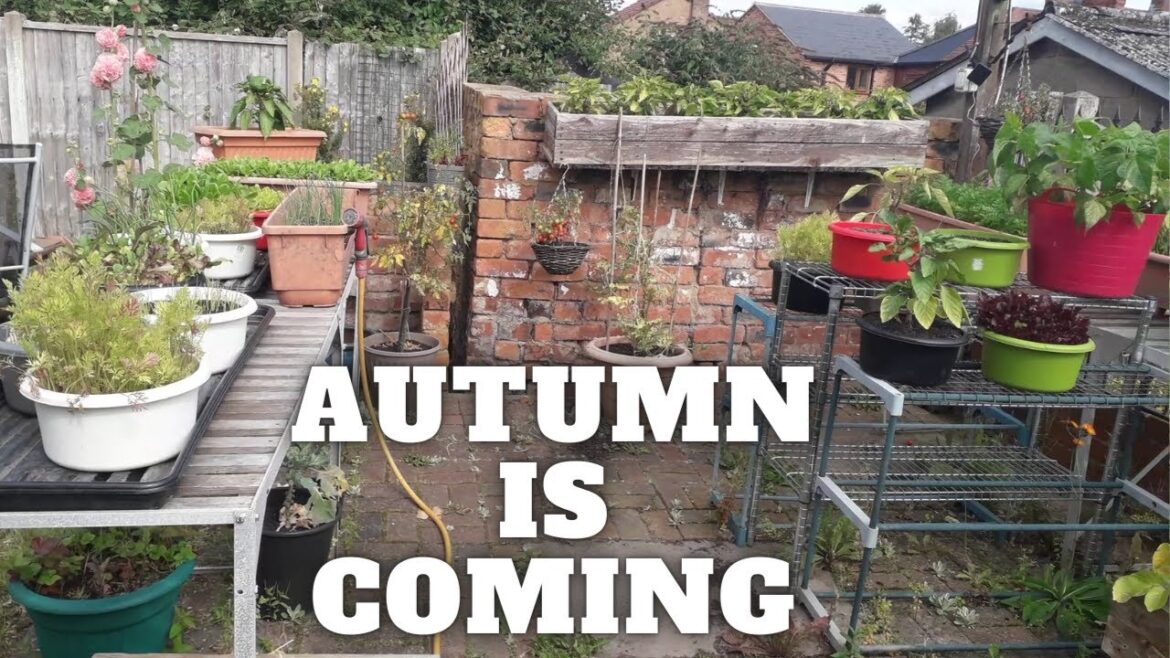 Autumn Is Coming [Gardening Allotment UK] [Grow Vegetables At Home ]