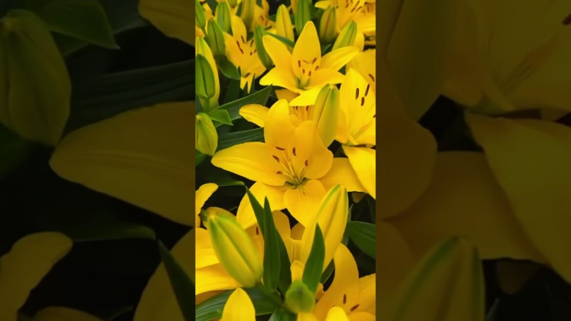 Yellow π₯π #lily flowers flower #garden #satisfying #youtubeshorts #bonsai nature video by Rukhsan Yellow π₯π #lily flowers flower #garden #satisfying #youtubeshorts #bonsai nature video by Rukhsan