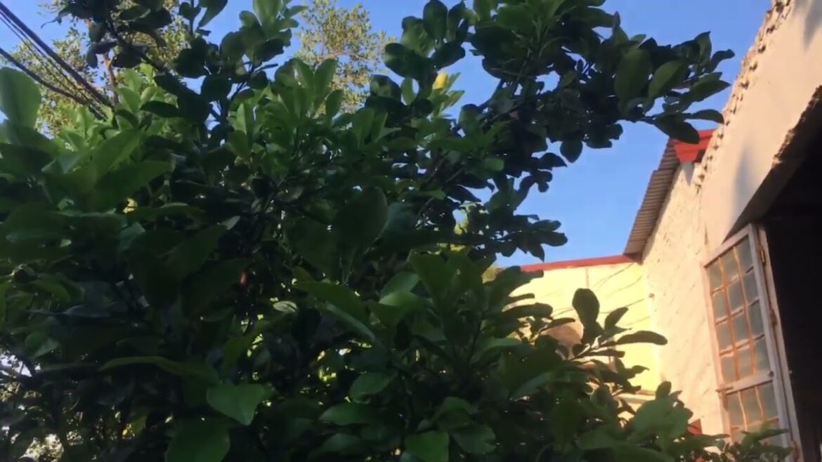 Sunny Day Gardening Tips: Green Thumb Chronicles