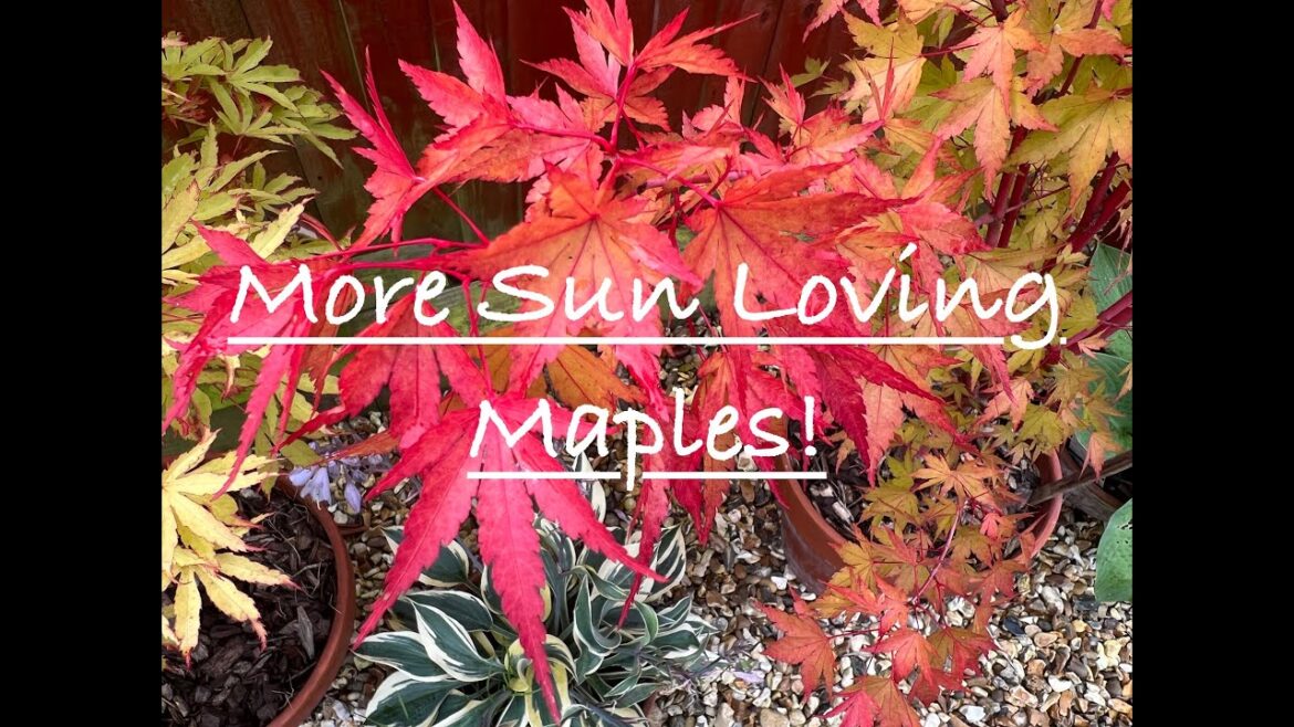 Japanese Maples that like full sun, how to choose acers that will do well in any garden! (Part 2) Japanese Maples that like full sun, how to choose acers that will do well in any garden! (Part 2)