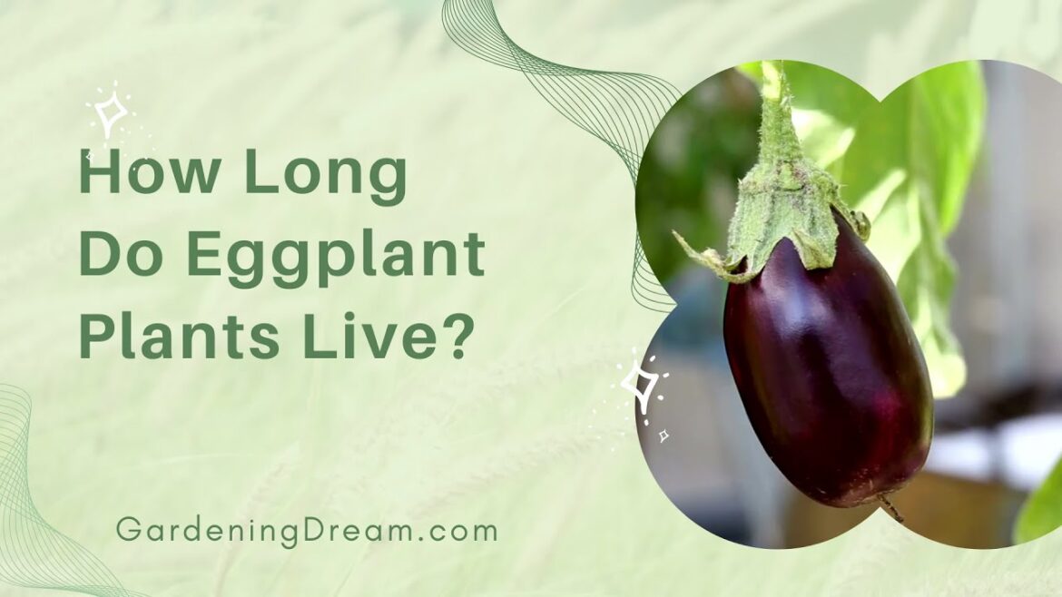 How Long Do Eggplant Plants Live?