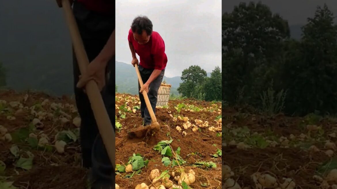 Enjoy Beautiful Nature With Rural Life # 43 Harvesting time at Jicama farm #shorts #agriculture