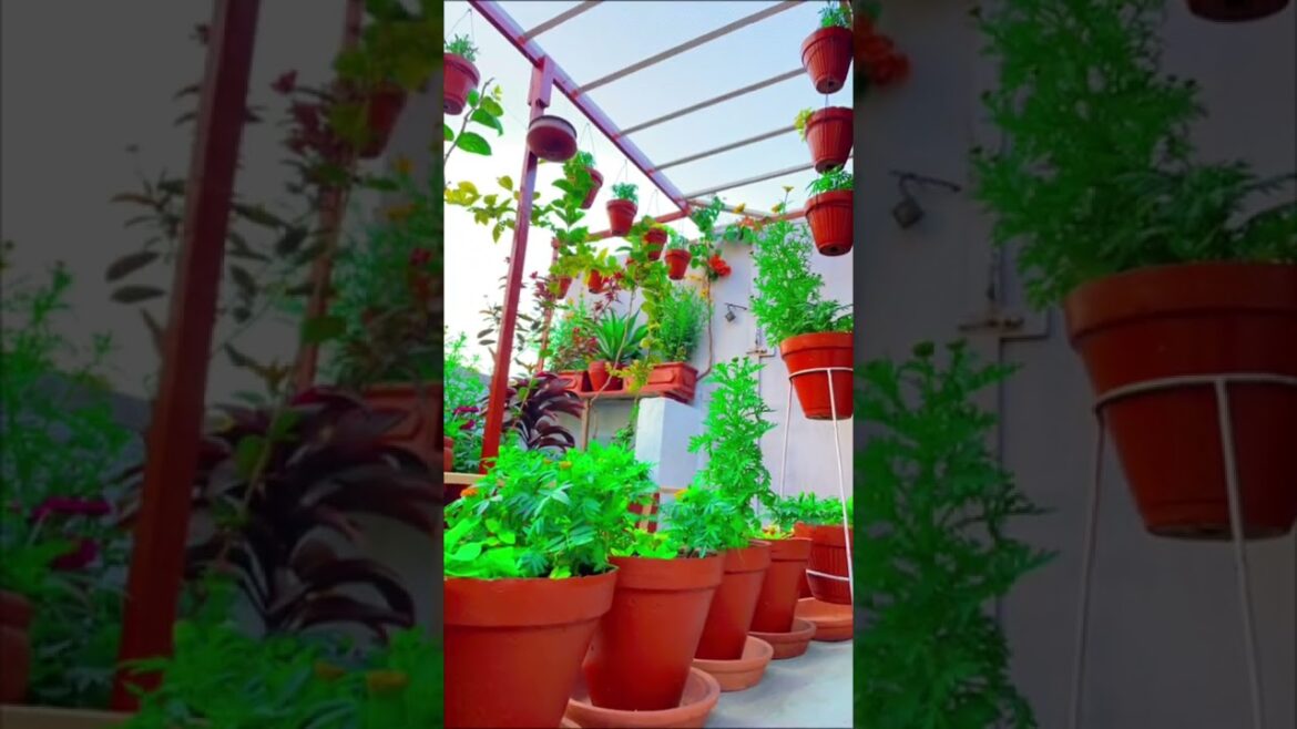 Creative and Beautiful terrace garden | Terrace decoration | #shorts #viral  #garden  #gardendesign