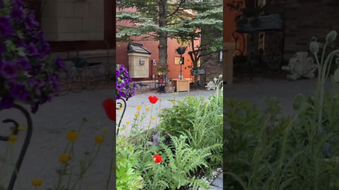 2023 corner of my front yard garden in June zone 3 Calgary Alberta