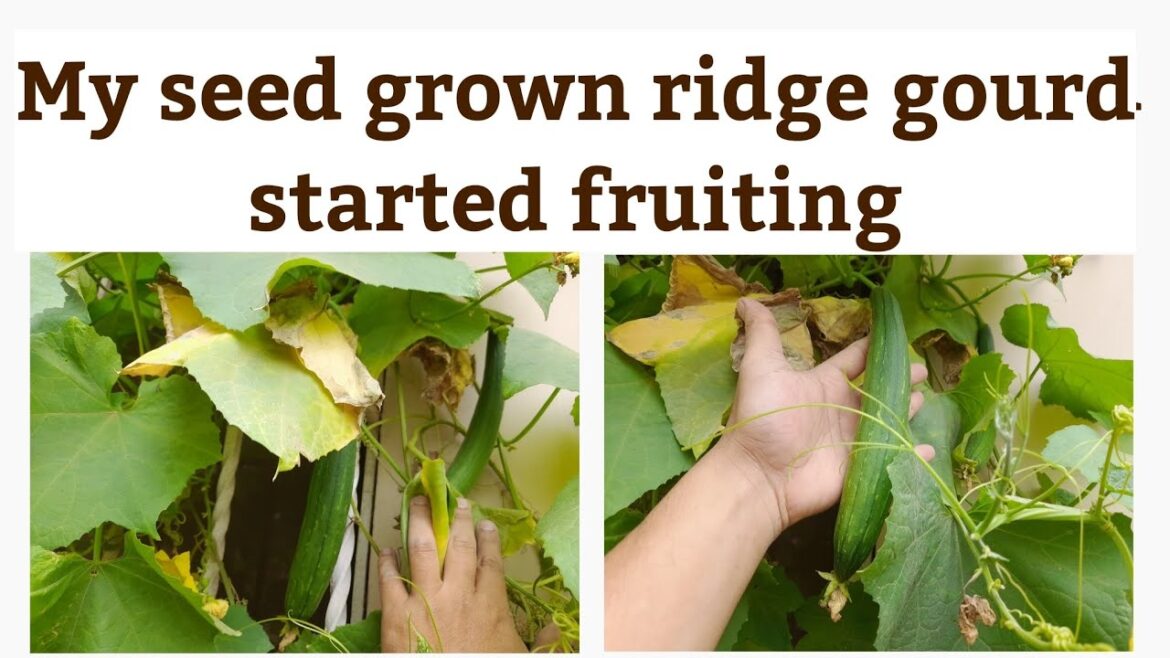 Ridge gourd plant growing(ترئی کی بیل) #container gardening#vegetable gardening Ridge gourd plant growing(ترئی کی بیل) #container gardening#vegetable gardening
