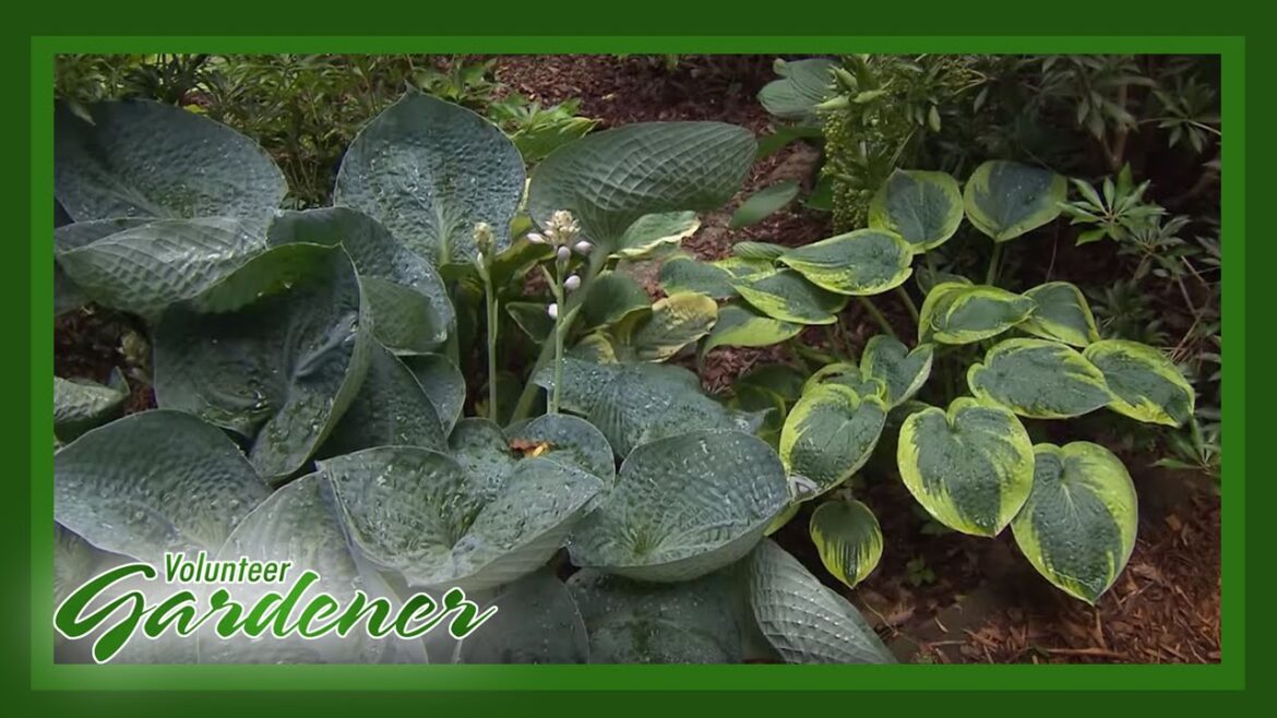 Hosta, Hydrangea and a Hillside | Volunteer Gardener
