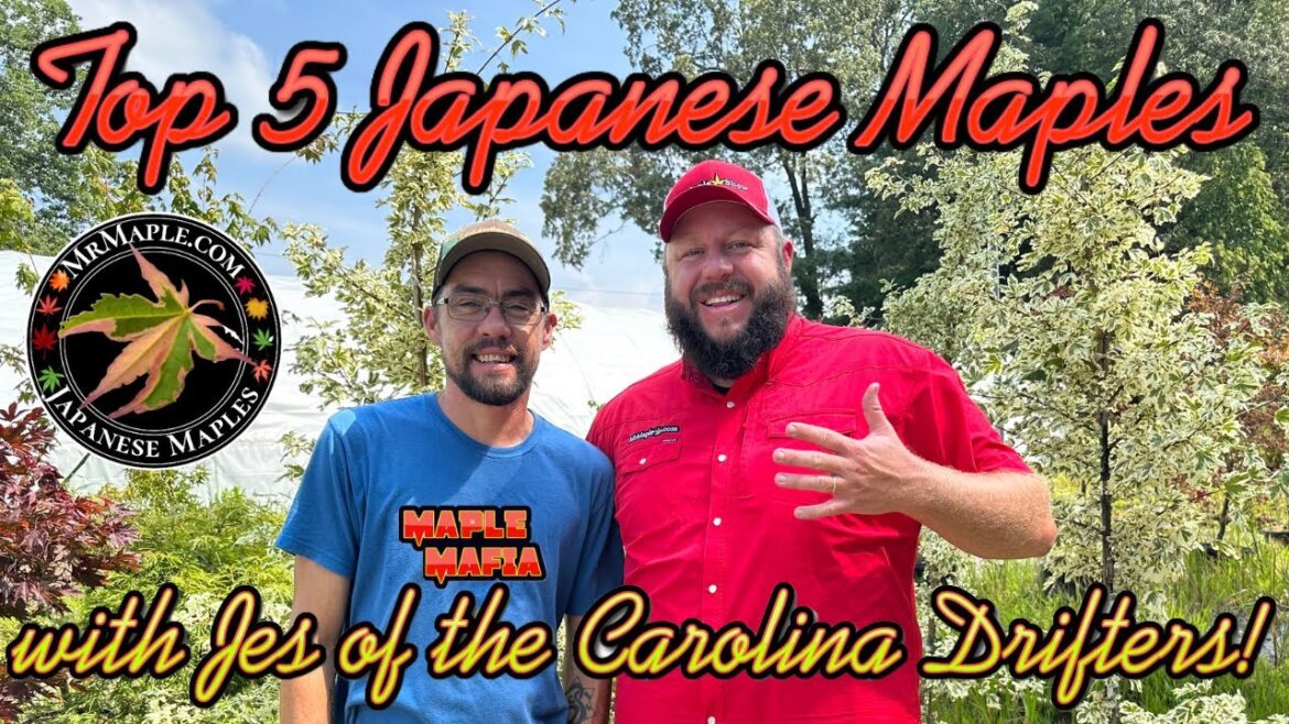Top 5 Japanese Maples with Jes (Drummer of the Carolina Drifters)
