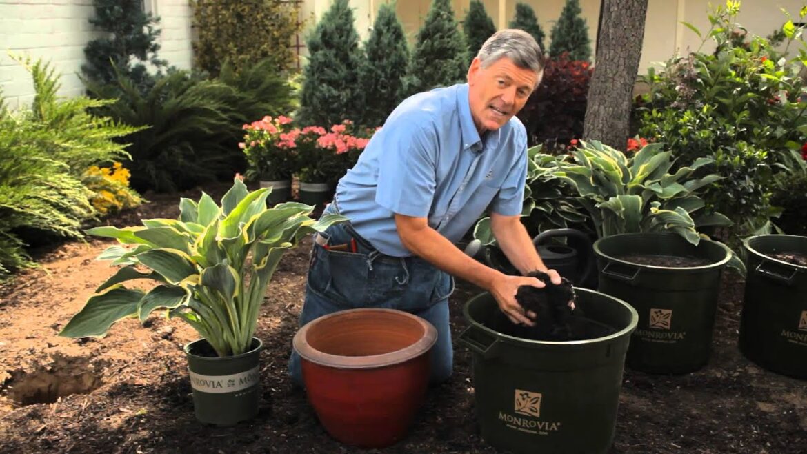How to Plant Container Hostas : Garden Savvy How to Plant Container Hostas : Garden Savvy