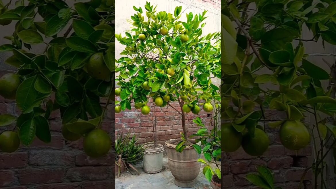 Lime plant | Mitha Plant | Citrus Best Fruits in pot | #gardeningwithjamshedkhan | #Limeplant Lime plant | Mitha Plant | Citrus Best Fruits in pot | #gardeningwithjamshedkhan | #Limeplant